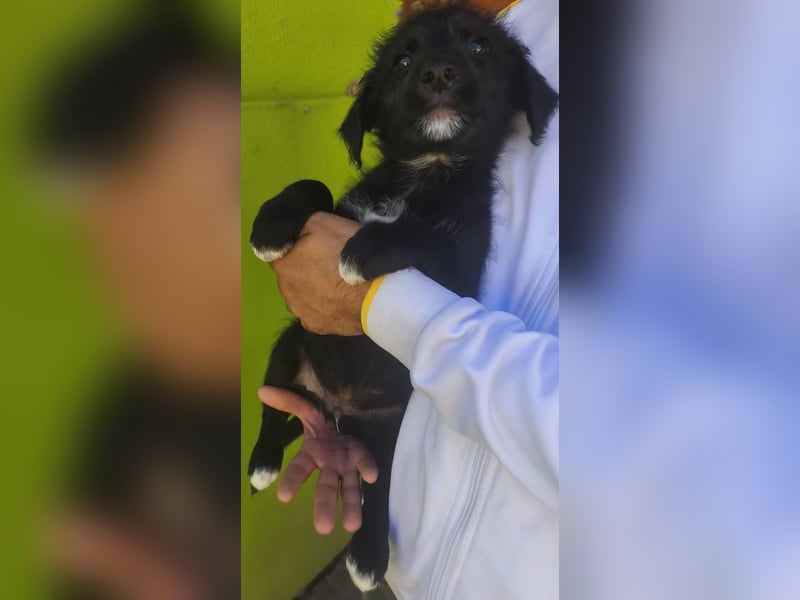 Benny - könnte schon bald auf große Reise gehen