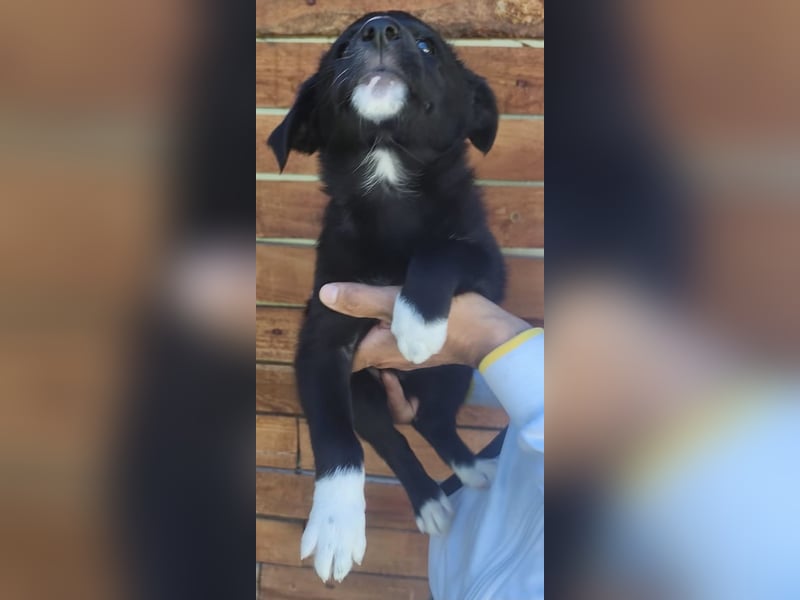 Josie - könnte schon bald auf große Reise gehen