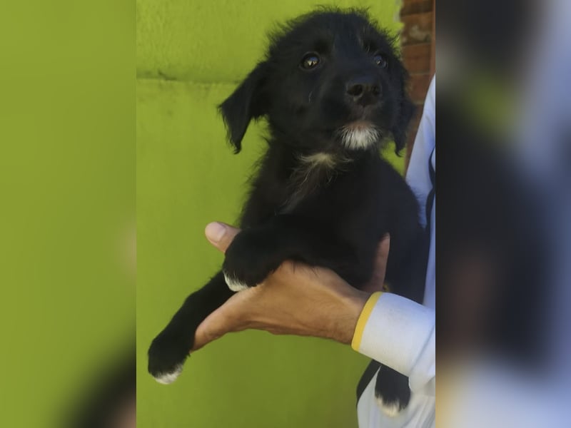 Benny - könnte schon bald auf große Reise gehen