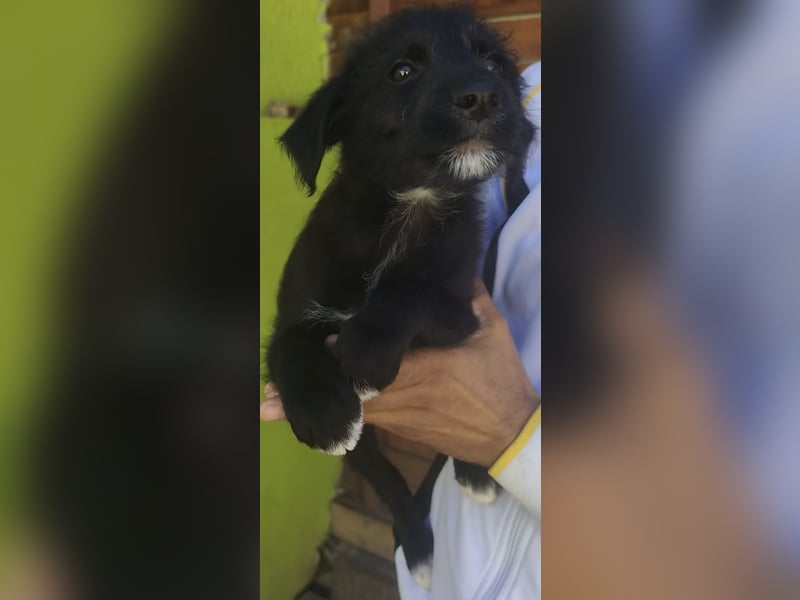 Benny - könnte schon bald auf große Reise gehen