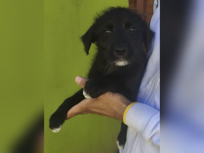 Benny - könnte schon bald auf große Reise gehen