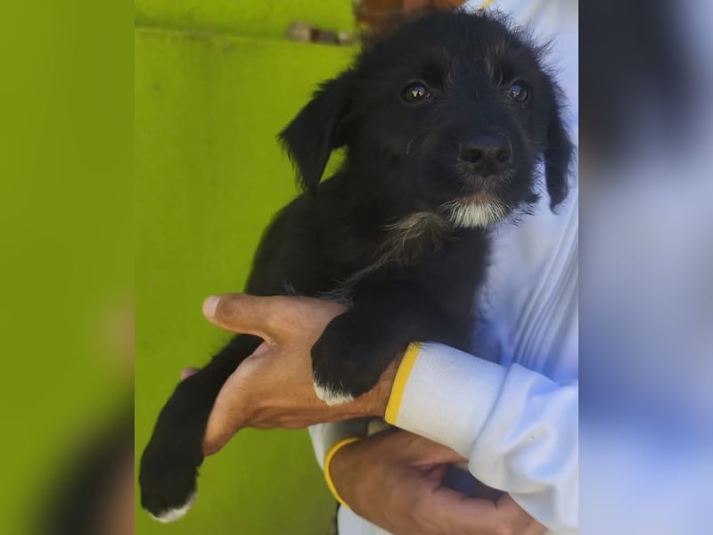 Benny - könnte schon bald auf große Reise gehen