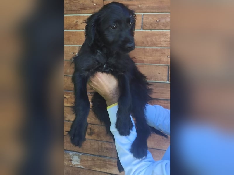 Ronja - wurde vermutlich ausgesetzt