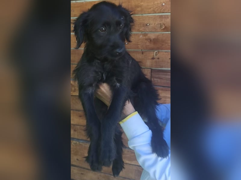 Ronja - wurde vermutlich ausgesetzt