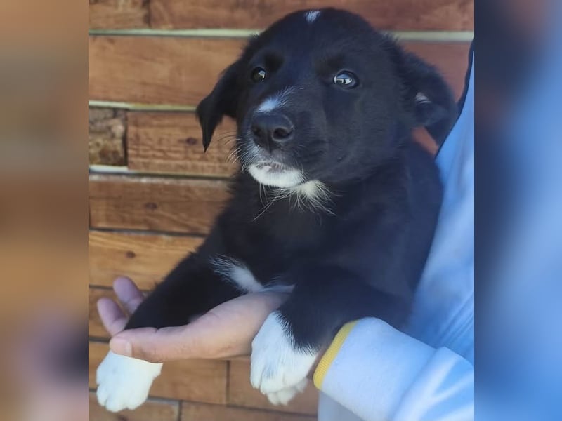 Josie - könnte schon bald auf große Reise gehen