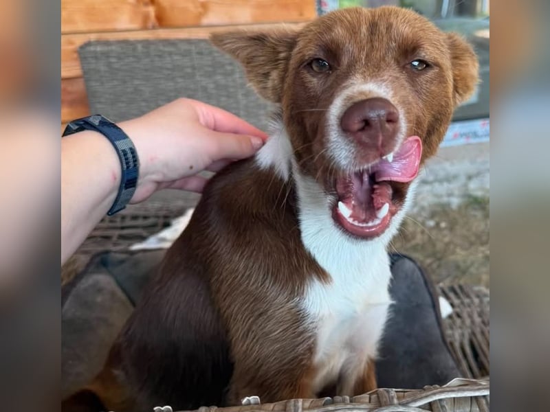 Elisa - bezaubernde Hundedame