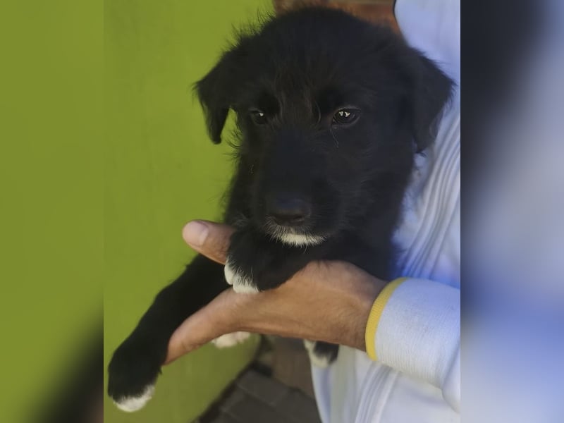 Benny - könnte schon bald auf große Reise gehen