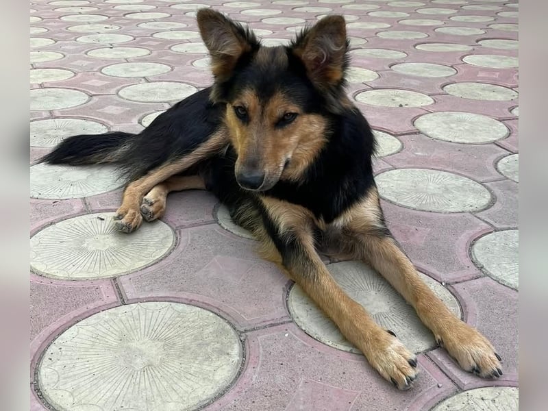 Nala - herzensgute Lady