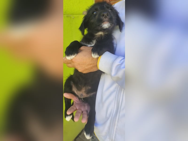 Benny - könnte schon bald auf große Reise gehen
