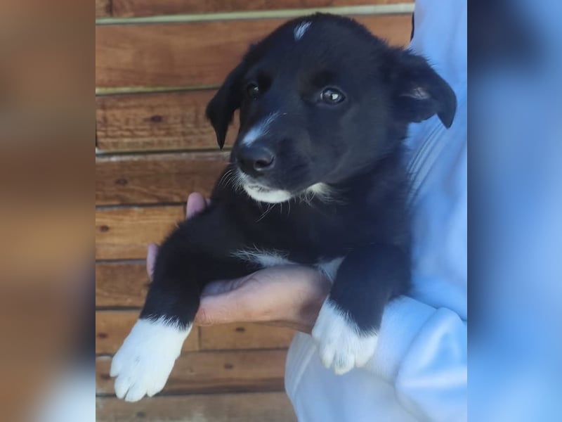 Josie - könnte schon bald auf große Reise gehen