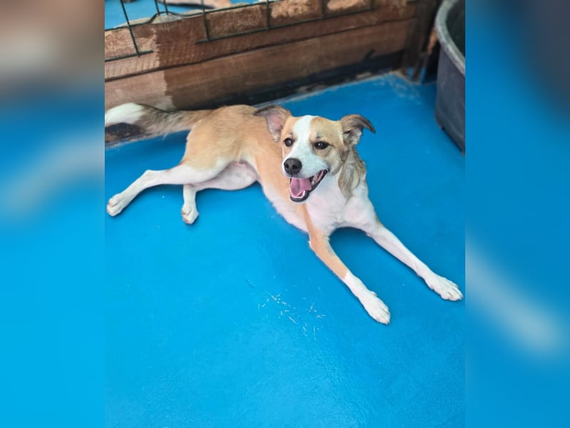 Nesa - sucht ihren best Buddy und ein liebevolles für immer zuhause - bei Dir ?