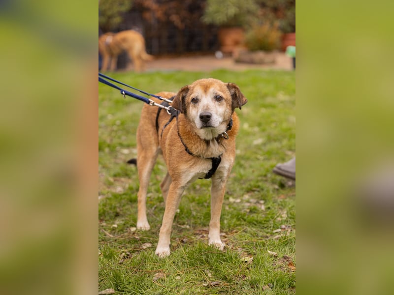 Chikoyo - 76661 Philippsburg