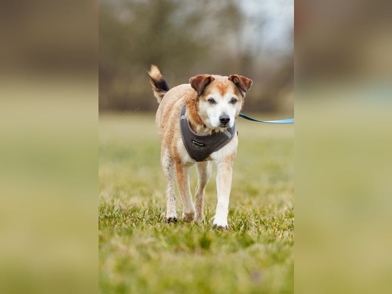 Chikoyo - 76661 Philippsburg