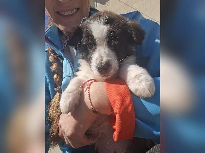 Logan, kleines Welpenmännchen sucht ein kuscheliges Zuhause