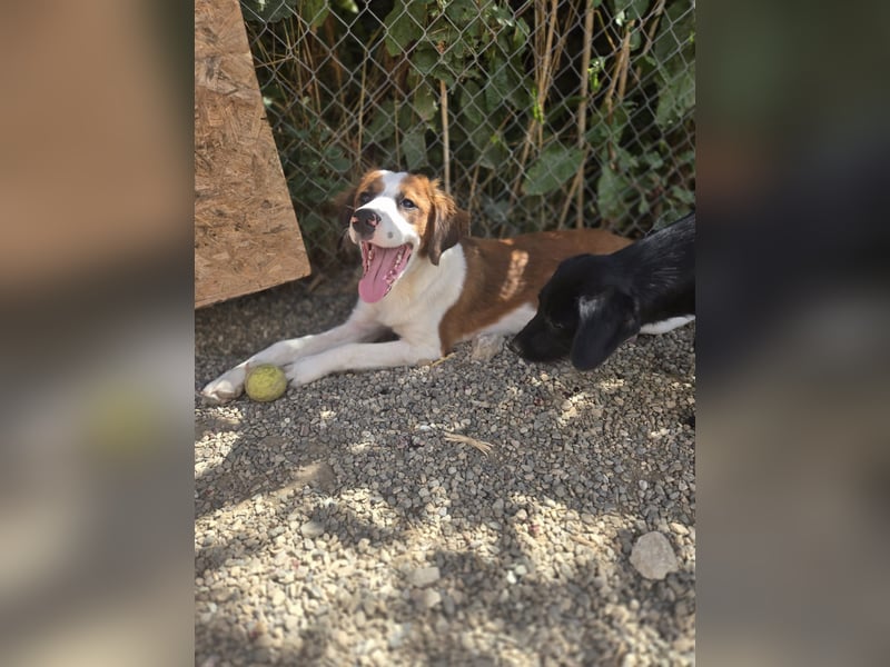 Lola - sucht liebevolle Familie für immer - bist es Du ?