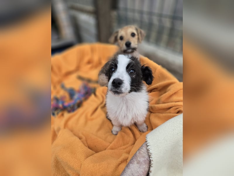 Logan, kleines Welpenmännchen sucht ein kuscheliges Zuhause