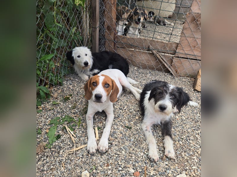 Liv, sucht dich das du ihr zeigst, wie sie ein toller Familienhund wird
