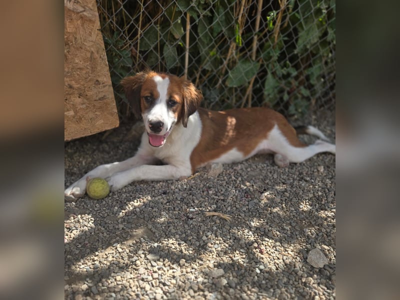 Lola - sucht liebevolle Familie für immer - bist es Du ?