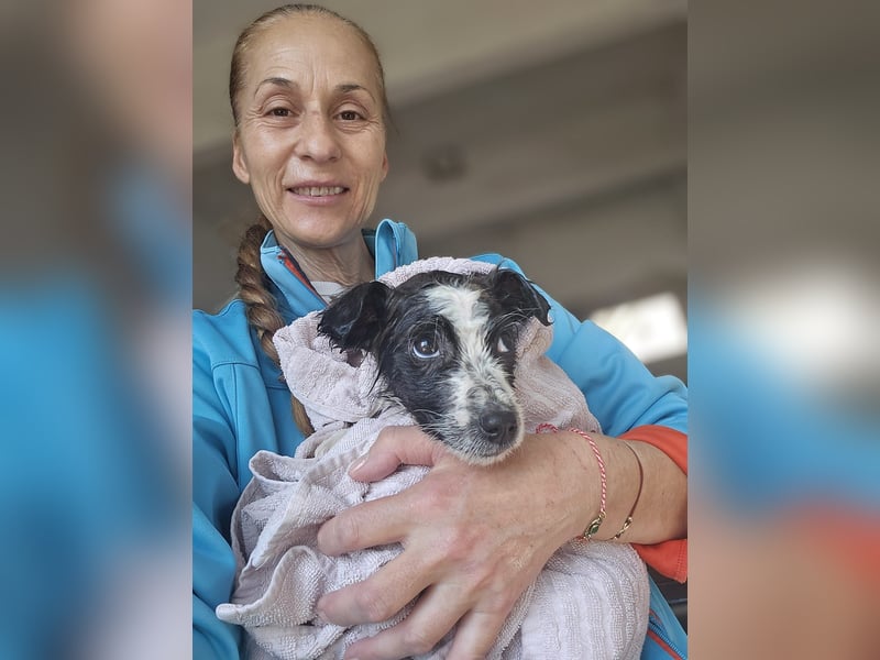 Logan, kleines Welpenmännchen sucht ein kuscheliges Zuhause