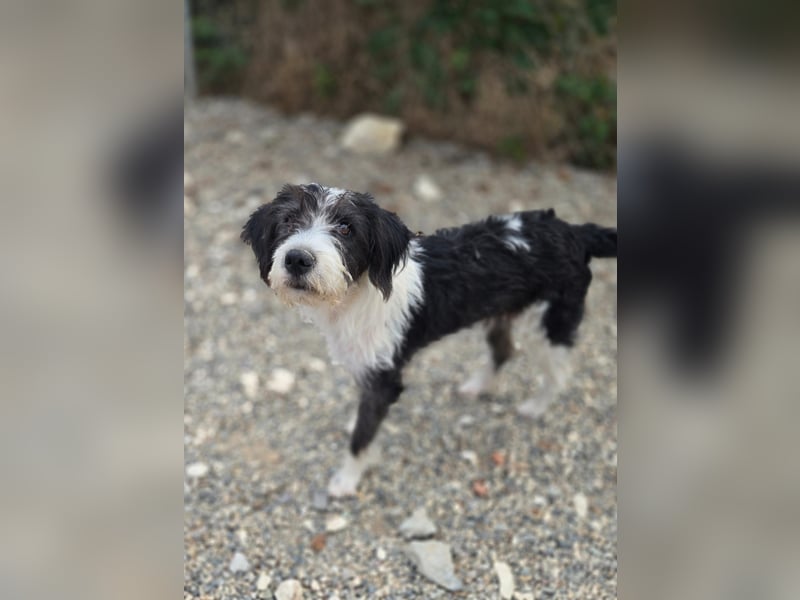 Liv, sucht dich das du ihr zeigst, wie sie ein toller Familienhund wird