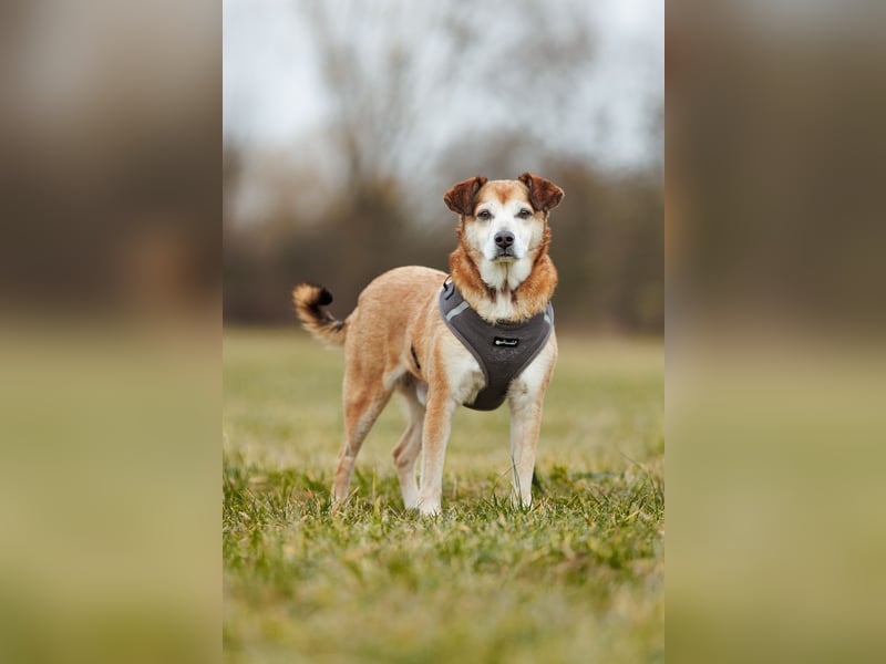 Chikoyo - 76661 Philippsburg