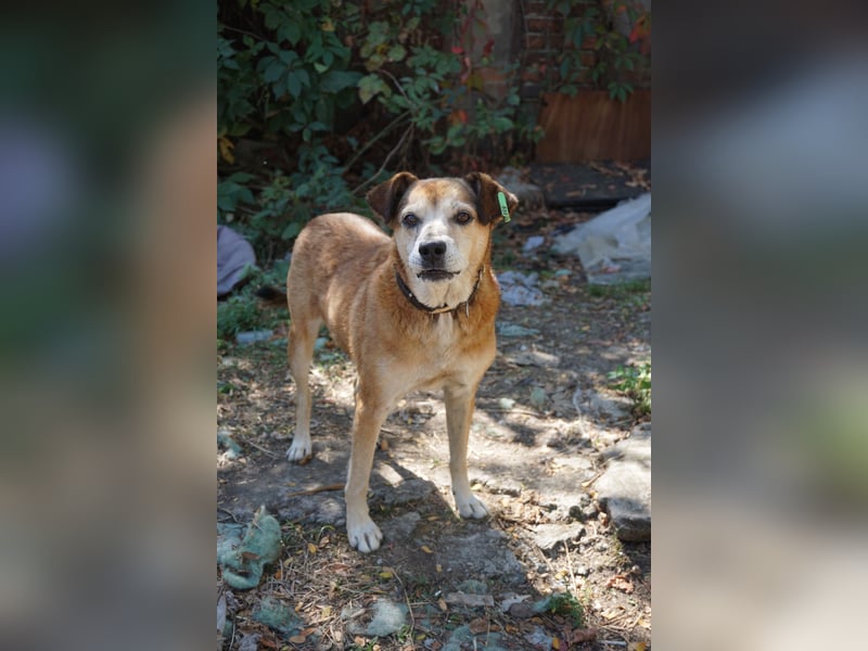 Chikoyo - 76661 Philippsburg