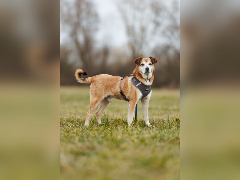 Chikoyo - 76661 Philippsburg