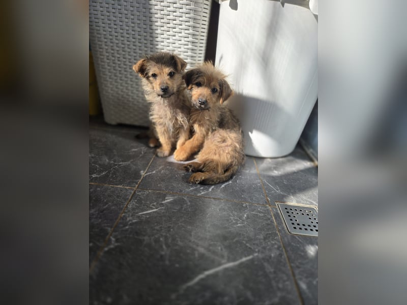 Christina - ich suche ein liebevolles Zuhause, also such ich dich