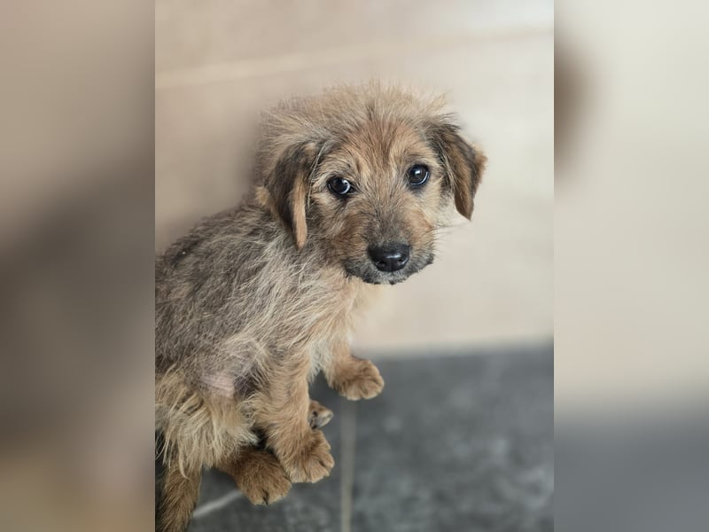 Christina - ich suche ein liebevolles Zuhause, also such ich dich