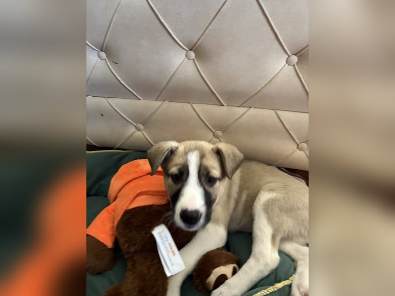 Lilly - sucht dich für gemeinsame Abenteuer