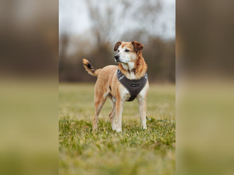 Chikoyo - 76661 Philippsburg