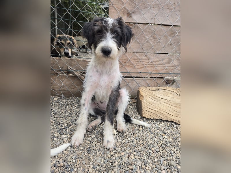 Liv, sucht dich das du ihr zeigst, wie sie ein toller Familienhund wird
