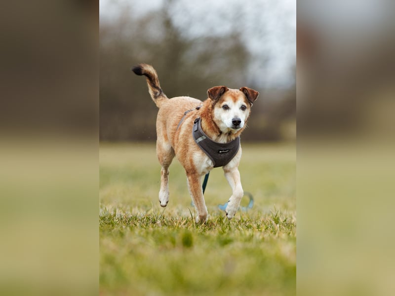 Chikoyo - 76661 Philippsburg