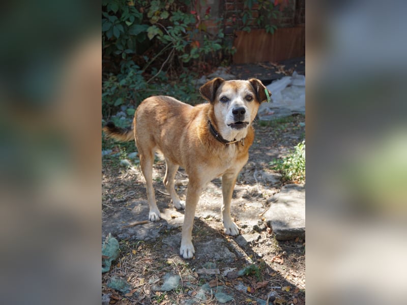 Chikoyo - 76661 Philippsburg