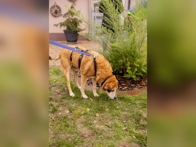 Chikoyo - 76661 Philippsburg