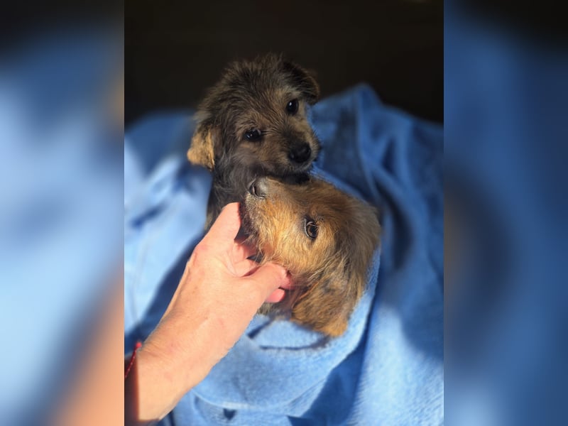 Christina - ich suche ein liebevolles Zuhause, also such ich dich