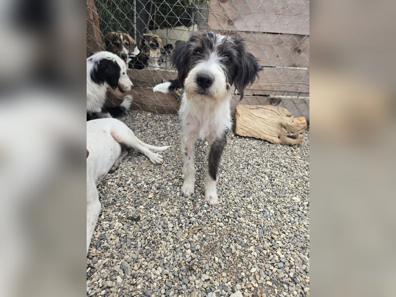 Liv, sucht dich das du ihr zeigst, wie sie ein toller Familienhund wird