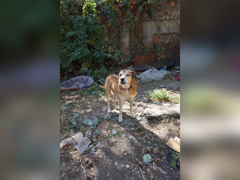 Chikoyo - 76661 Philippsburg