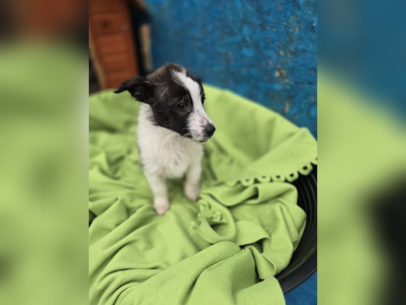 Logan, kleines Welpenmännchen sucht ein kuscheliges Zuhause