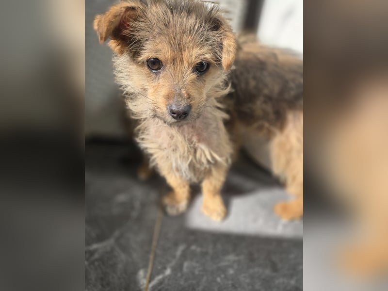 Christina - ich suche ein liebevolles Zuhause, also such ich dich