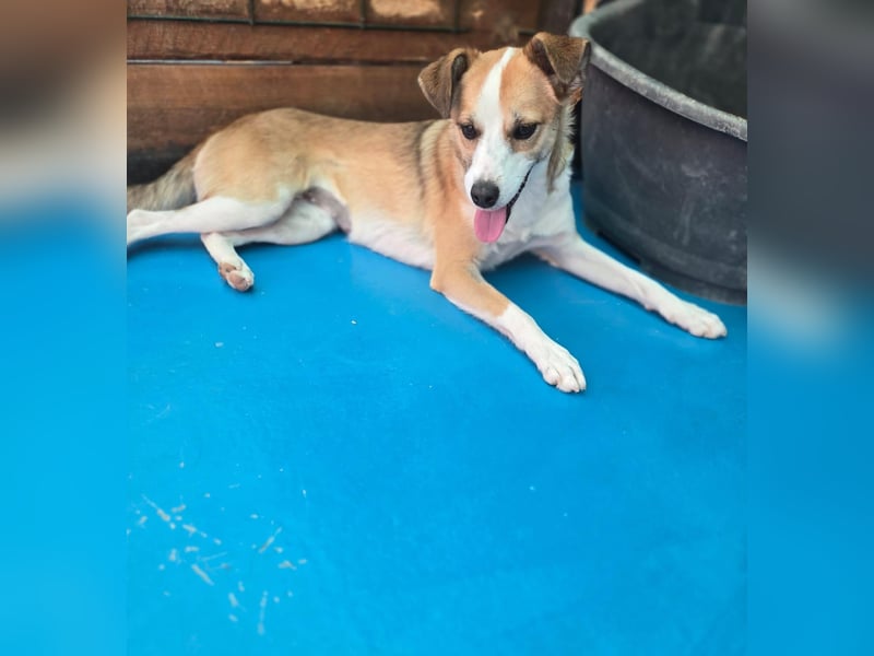 Nesa - sucht ihren best Buddy und ein liebevolles für immer zuhause - bei Dir ?