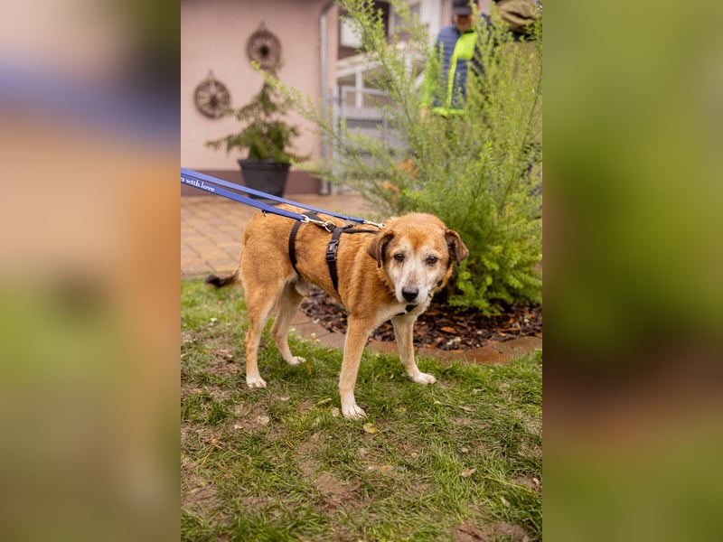 Chikoyo - 76661 Philippsburg