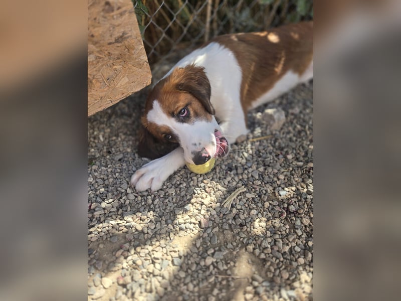 Lola - sucht liebevolle Familie für immer - bist es Du ?