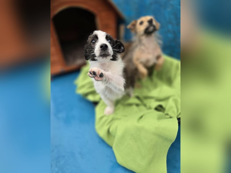 Logan, kleines Welpenmännchen sucht ein kuscheliges Zuhause