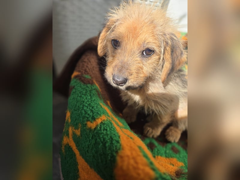 Christoph sucht ein warmes Zuhause - bist du es ?