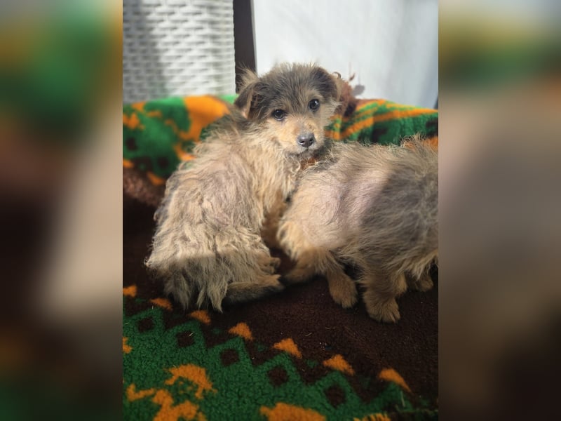 Christina - ich suche ein liebevolles Zuhause, also such ich dich