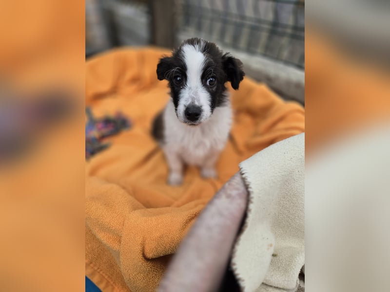 Logan, kleines Welpenmännchen sucht ein kuscheliges Zuhause