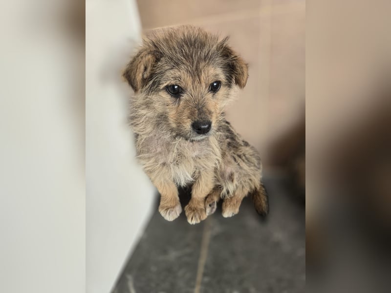 Christina - ich suche ein liebevolles Zuhause, also such ich dich