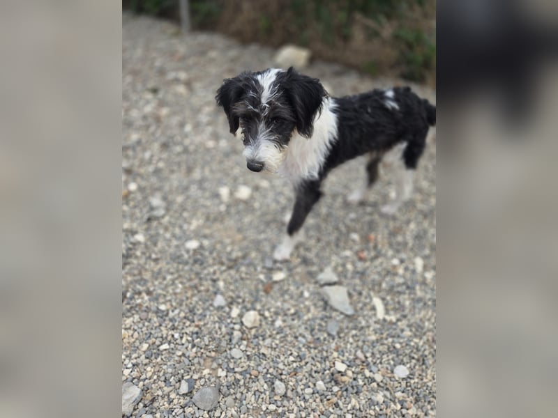 Liv, sucht dich das du ihr zeigst, wie sie ein toller Familienhund wird