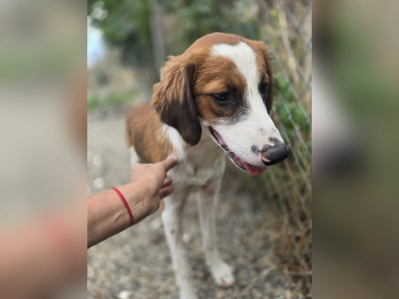 Lola - sucht liebevolle Familie für immer - bist es Du ?